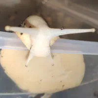 حلزون آفرقایی مولد