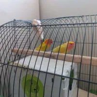 پرنده