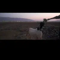 فروش سابرین و بزغاله دوتاش ماده یکی نر