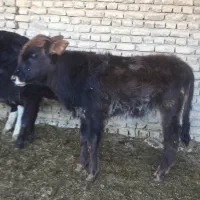 گوساله کردی نر و ماده