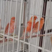 قناری ردفاکتور،موزاییکی و نر جیبوس سفید