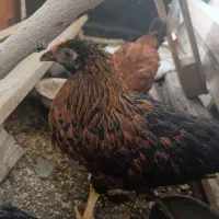 خروس ۳ ماهه و وجه مرغ محلی