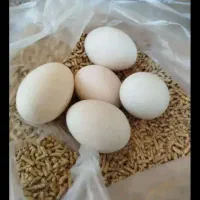 تخم نطفه دار مرغ سبرایت
