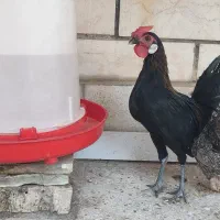 خروس جاپنیز