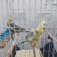 یک جفت عروس هلندی سخنگو