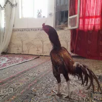 خروس لاری
