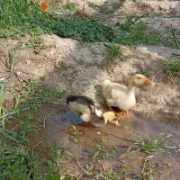 اردک نر و ماده