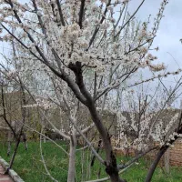 باغ ویلا|فروش خانه و ویلا|کلات (خراسان), |دیوار