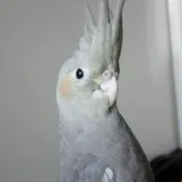 عروس هلندی گمشده