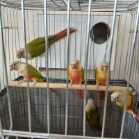 طوطی|پرنده|اسلام‌‌آباد غرب, |دیوار