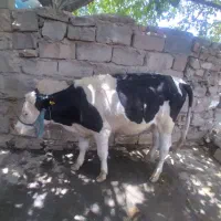 گوساله|حیوانات مزرعه|دورود, |دیوار