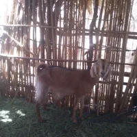 گوسفند