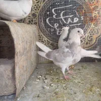 کفت