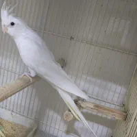 عروس هلندی جفت مولد