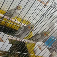 عروس هلندی تازه دون خور