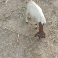 چند عدد بز و بزغاله