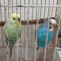 مرغ عشق|پرنده|رشت, حمیدیان|دیوار