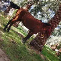 اسب کرد