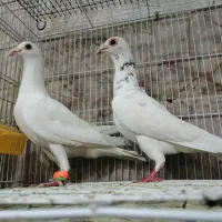 کبوتر 22 عدد صید