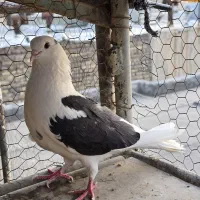 کفتر ابلق