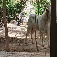 ۱عدد دوبر سنا بهترین نژاد برا تخمی