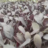 نشا|خدمات باغبانی و درختکاری|دزفول, |دیوار
