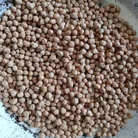 نخود بوجاری شده بفروش میرسد