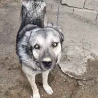 فروش سگ  گله