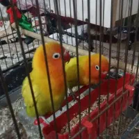 کوتوله  بشرط مولد