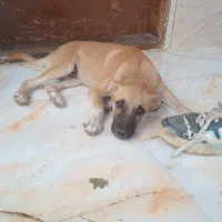 سگ پاکوتا