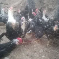 فروش مرغ وخروس گلین اصل کیفیت فول
