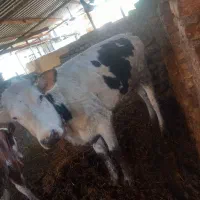 گوساله نر سمینتال با ماده هلشتاین مرتب