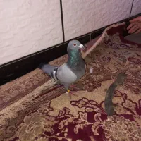 کبوتر مسافتی نر