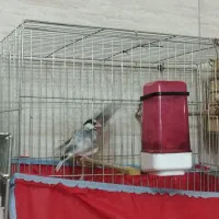 یک جفت فنج نرگسی با2تا جوجه