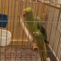طوطی سخنگو