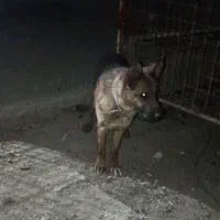 سگ ژرمن|سگ|اصفهان, کوی گلزار|دیوار