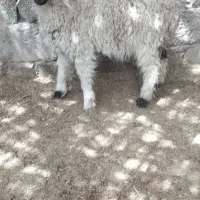 بره ماده