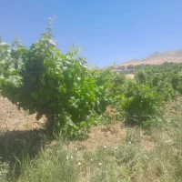 زمین کشاورزی