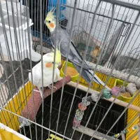 عروس هلندی