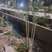 پیوند توت ومرکبات