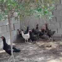مرغ وخروس لاری گلین