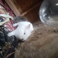خرگوش
