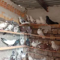 کبوتر گروی