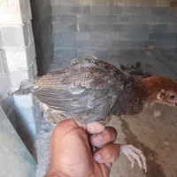 جوجه کردی، جوجه محلی