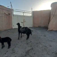 قوچ افشاری