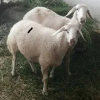 بره ماده درشت نزاییده