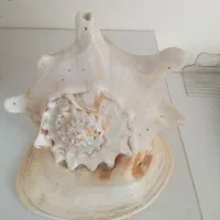 صدف تزئینی