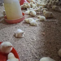 جوجه گوشتی راس ۵ روزه