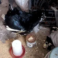 جوجه گلین لری زیر مرغ در اومده