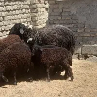 بره وگوساله